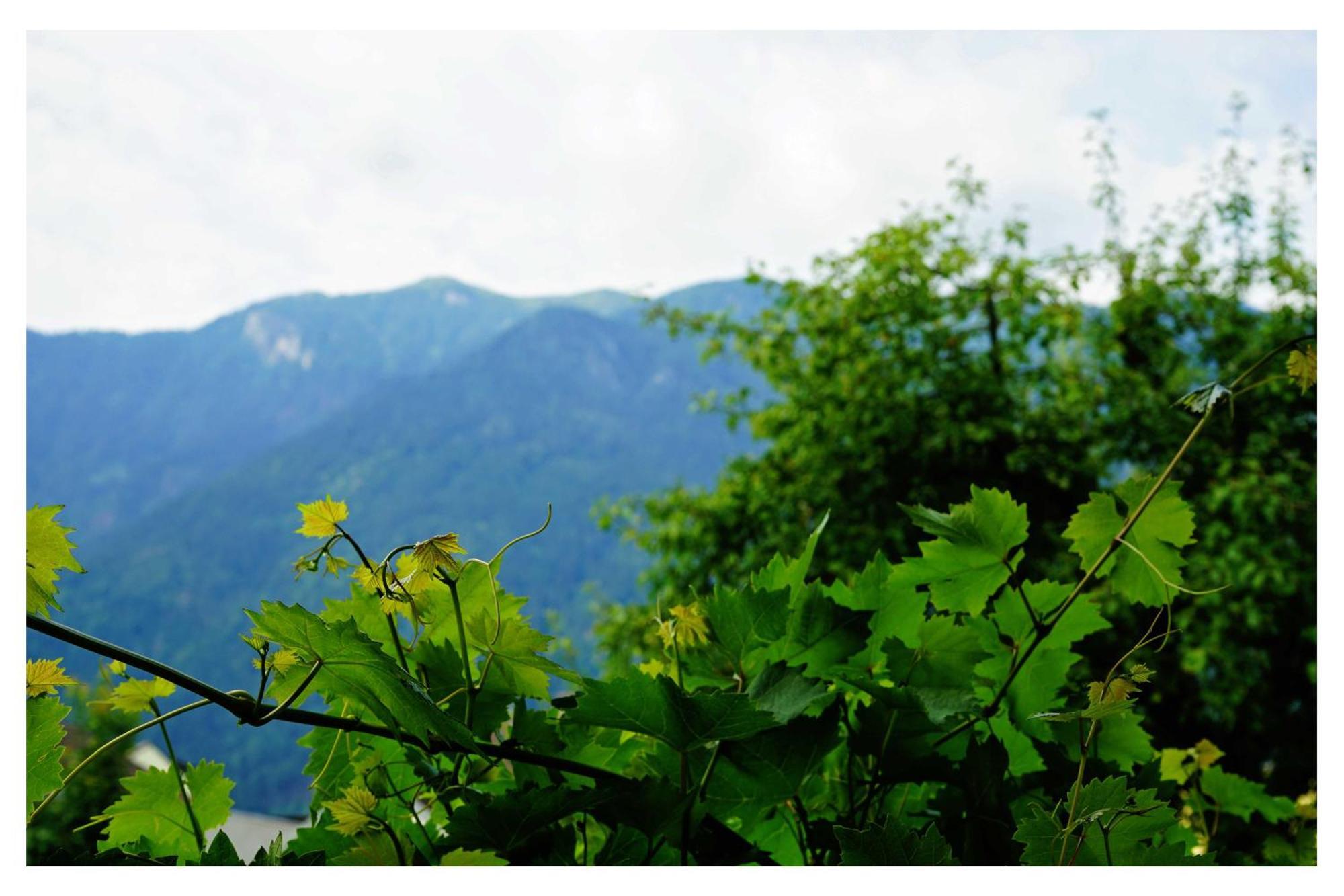 Ingrid'S Guesthouse Spittal Spittal an der Drau Bagian luar foto